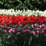 Tulipanes blancos rojos y morados en Keukenhof