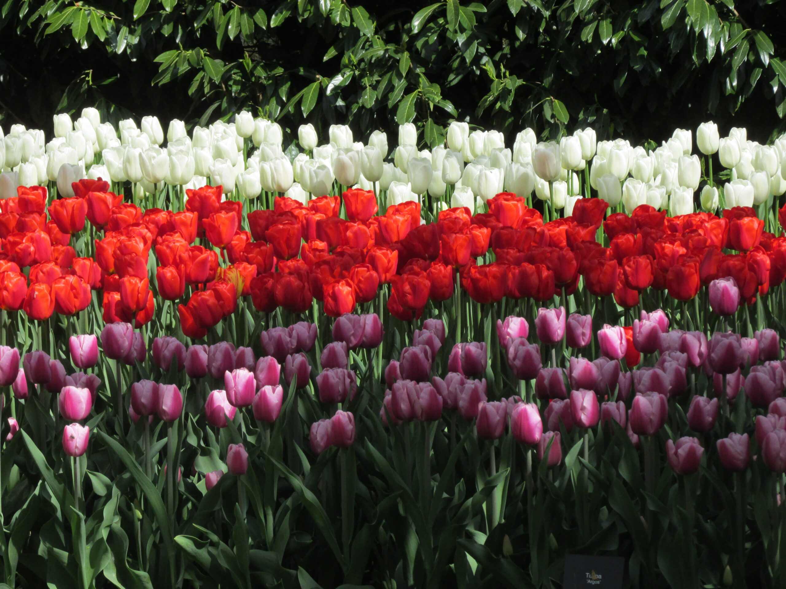 Tulipanes blancos rojos y morados en Keukenhof